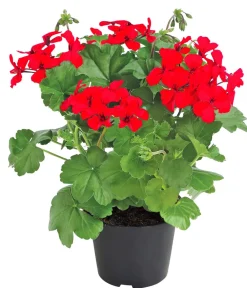 Dehner Geranien|Sommerblumen - Bodendecker-Geranie 'Caliente Dark', verschiedene Farben