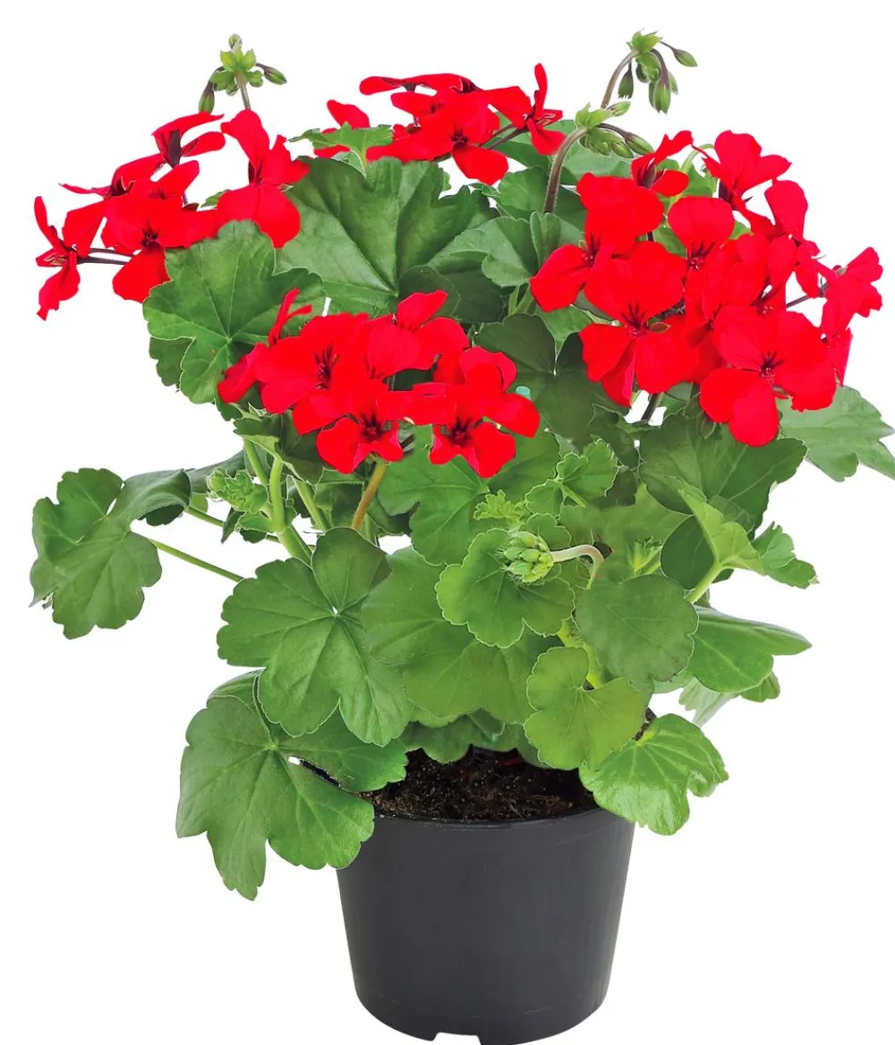 Dehner Geranien|Sommerblumen - Bodendecker-Geranie 'Caliente Dark', verschiedene Farben