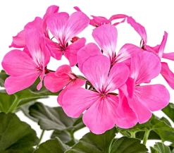 Dehner Geranien|Sommerblumen - Bodendecker-Geranie 'Caliente Dark', verschiedene Farben