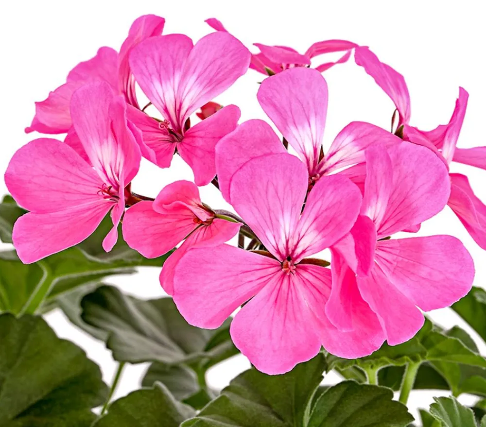 Dehner Geranien|Sommerblumen - Bodendecker-Geranie 'Caliente Dark', verschiedene Farben