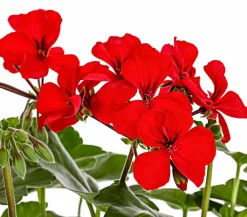 Dehner Geranien|Sommerblumen - Bodendecker-Geranie 'Caliente Dark', verschiedene Farben