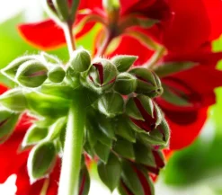 Dehner Bodendeckergeranie 'Rubin' Rot Best