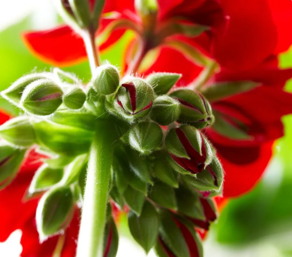 Dehner Bodendeckergeranie 'Rubin' Rot Best