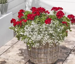Dehner Bodendeckergeranie 'Rubin' Rot Best
