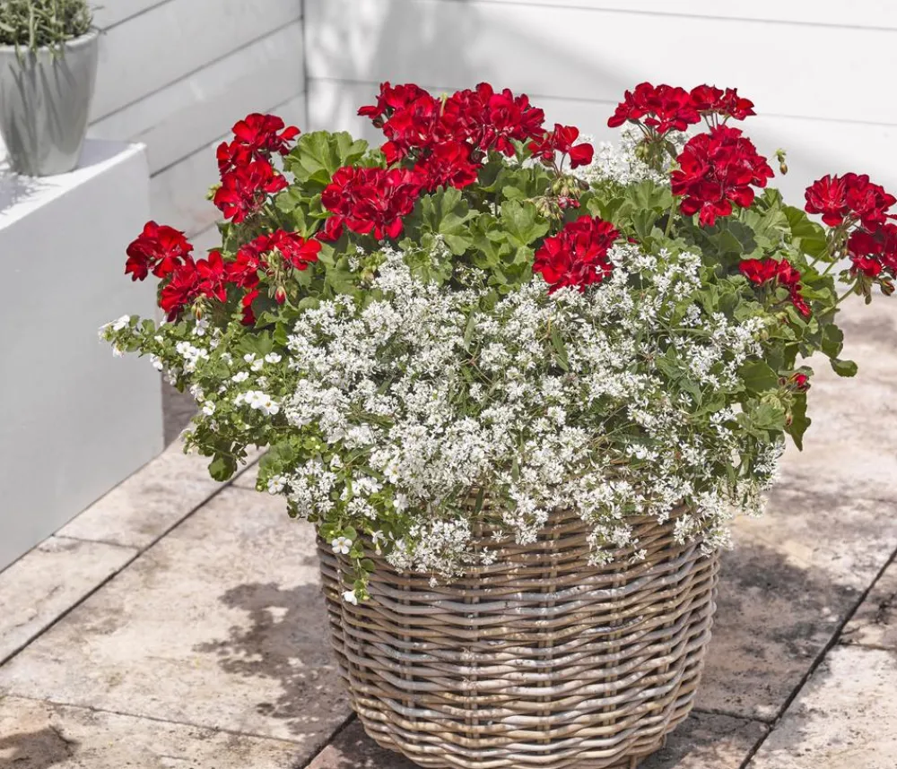 Dehner Bodendeckergeranie 'Rubin' Rot Best