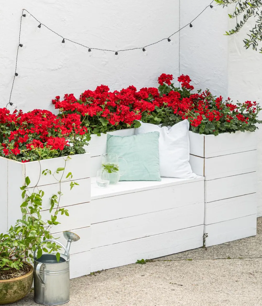 Dehner Bodendeckergeranie 'Rubin' Rot Best