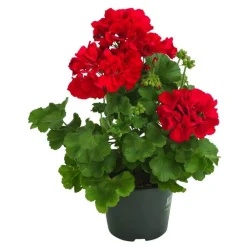 Dehner Bodendeckergeranie 'Rubin' Rot Best