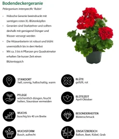 Dehner Bodendeckergeranie 'Rubin' Rot Best