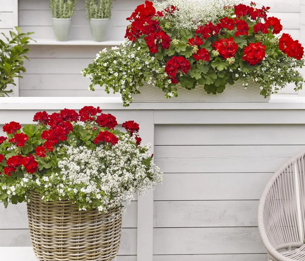 Dehner Bodendeckergeranie 'Rubin' Rot Best