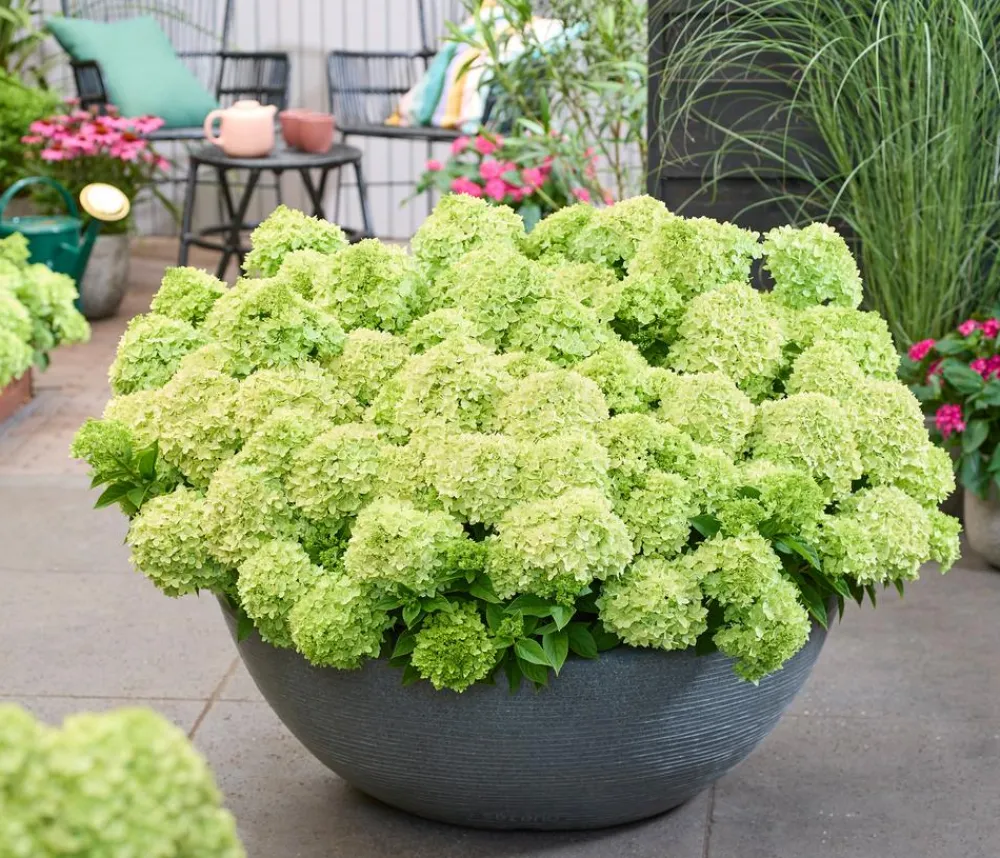 Dehner Hortensien > Bodendecker-Rispen-Hortensie Groundbreaker® 'Greeny' ™