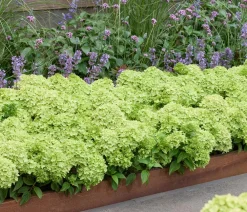 Dehner Hortensien > Bodendecker-Rispen-Hortensie Groundbreaker® 'Greeny' ™