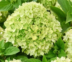 Dehner Hortensien > Bodendecker-Rispen-Hortensie Groundbreaker® 'Greeny' ™