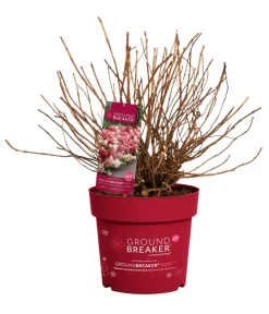 Dehner Hortensien > Bodendecker-Rispen-Hortensie Groundbreaker® 'Ruby' ™, 4er-Set