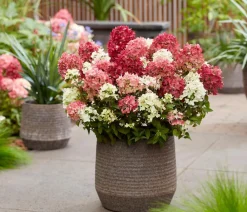 Dehner Hortensien > Bodendecker-Rispen-Hortensie Groundbreaker® 'Ruby' ™, 4er-Set