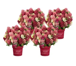 Dehner Hortensien > Bodendecker-Rispen-Hortensie Groundbreaker® 'Ruby' ™, 4er-Set
