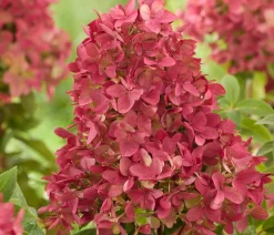 Dehner Hortensien > Bodendecker-Rispen-Hortensie Groundbreaker® 'Ruby' ™, 4er-Set