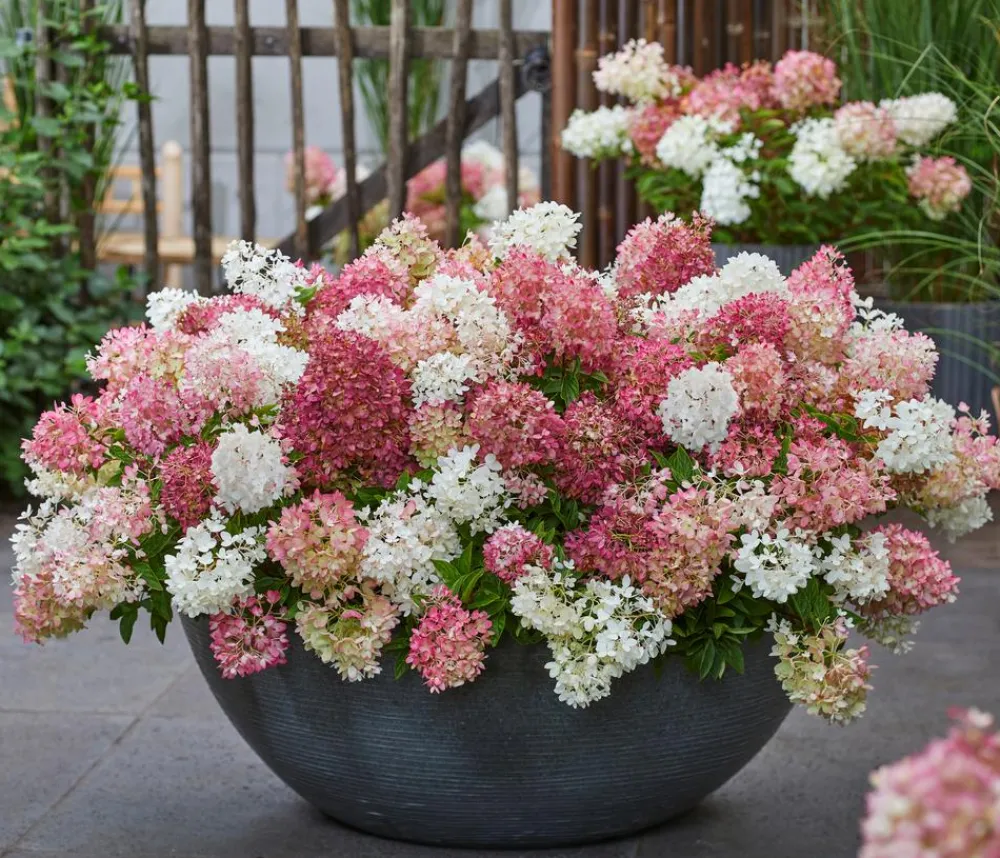 Dehner Hortensien > Bodendecker-Rispen-Hortensie Groundbreaker® 'Blush' ™
