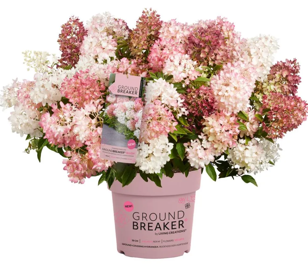 Dehner Hortensien > Bodendecker-Rispen-Hortensie Groundbreaker® 'Blush' ™