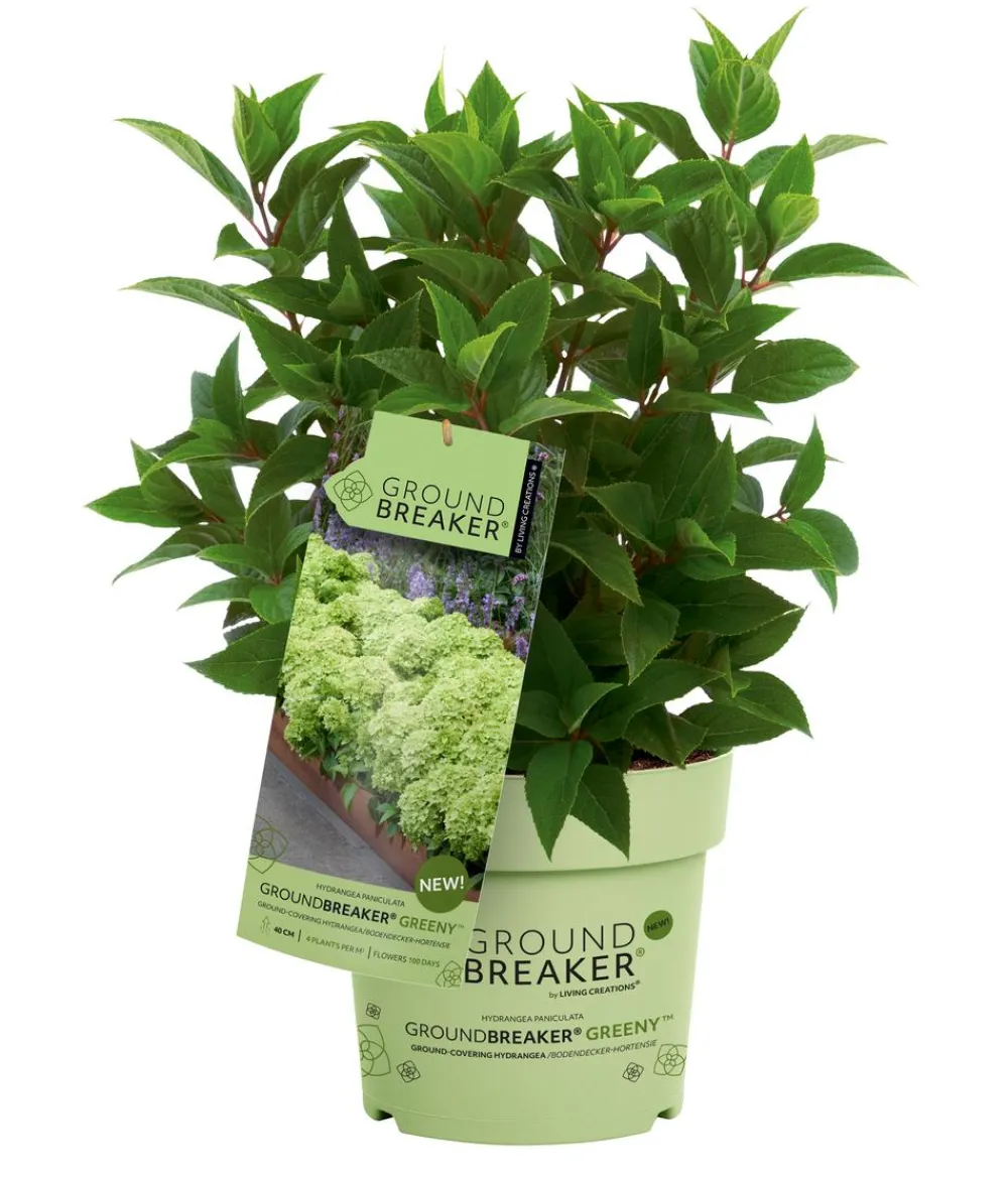 Dehner Bodendecker-Rispen-Hortensie Groundbreaker® 'Greeny' ™, 4er-Set Grün