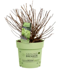 Dehner Bodendecker-Rispen-Hortensie Groundbreaker® 'Greeny' ™, 4er-Set Grün