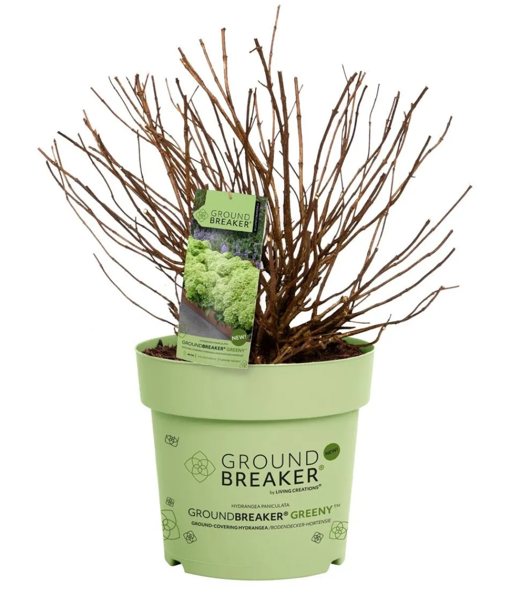 Dehner Bodendecker-Rispen-Hortensie Groundbreaker® 'Greeny' ™, 4er-Set Grün
