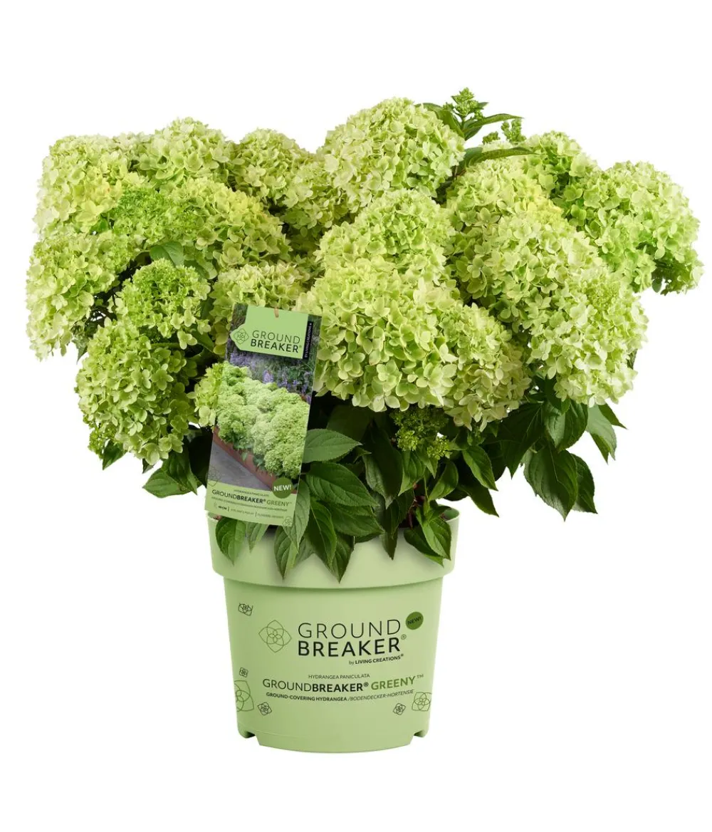Dehner Bodendecker-Rispen-Hortensie Groundbreaker® 'Greeny' ™, 4er-Set Grün