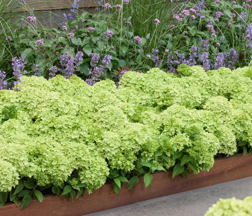 Dehner Bodendecker-Rispen-Hortensie Groundbreaker® 'Greeny' ™, 4er-Set Grün