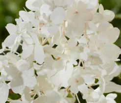 Dehner Bodendecker-Rispen-Hortensie Groundbreaker® 'Blush' ™ Sale