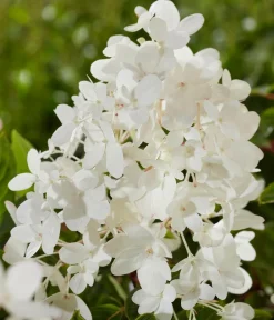 Dehner Bodendecker-Rispen-Hortensie Groundbreaker® 'Blush' ™ Sale