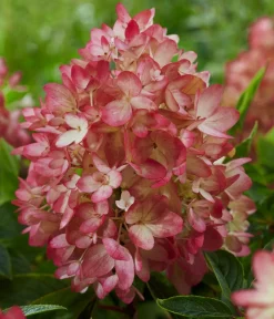 Dehner Bodendecker-Rispen-Hortensie Groundbreaker® 'Blush' ™ Sale