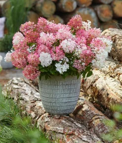 Dehner Hortensien - Bodendecker-Rispen-Hortensie Groundbreaker® 'Blush' ™, 4er-Set