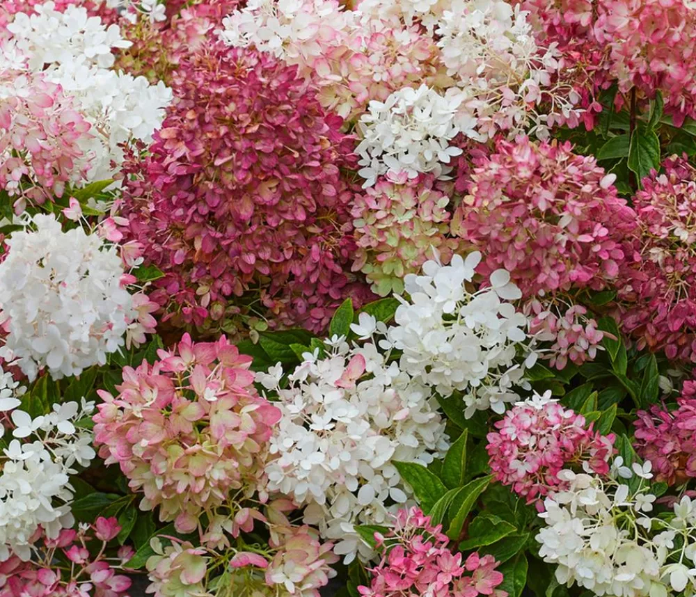 Dehner Hortensien - Bodendecker-Rispen-Hortensie Groundbreaker® 'Blush' ™, 4er-Set