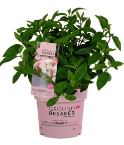 Dehner Hortensien - Bodendecker-Rispen-Hortensie Groundbreaker® 'Blush' ™, 4er-Set