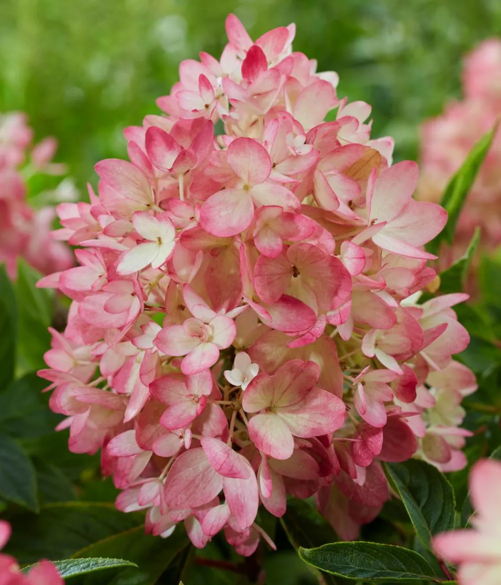 Dehner Hortensien - Bodendecker-Rispen-Hortensie Groundbreaker® 'Blush' ™, 4er-Set