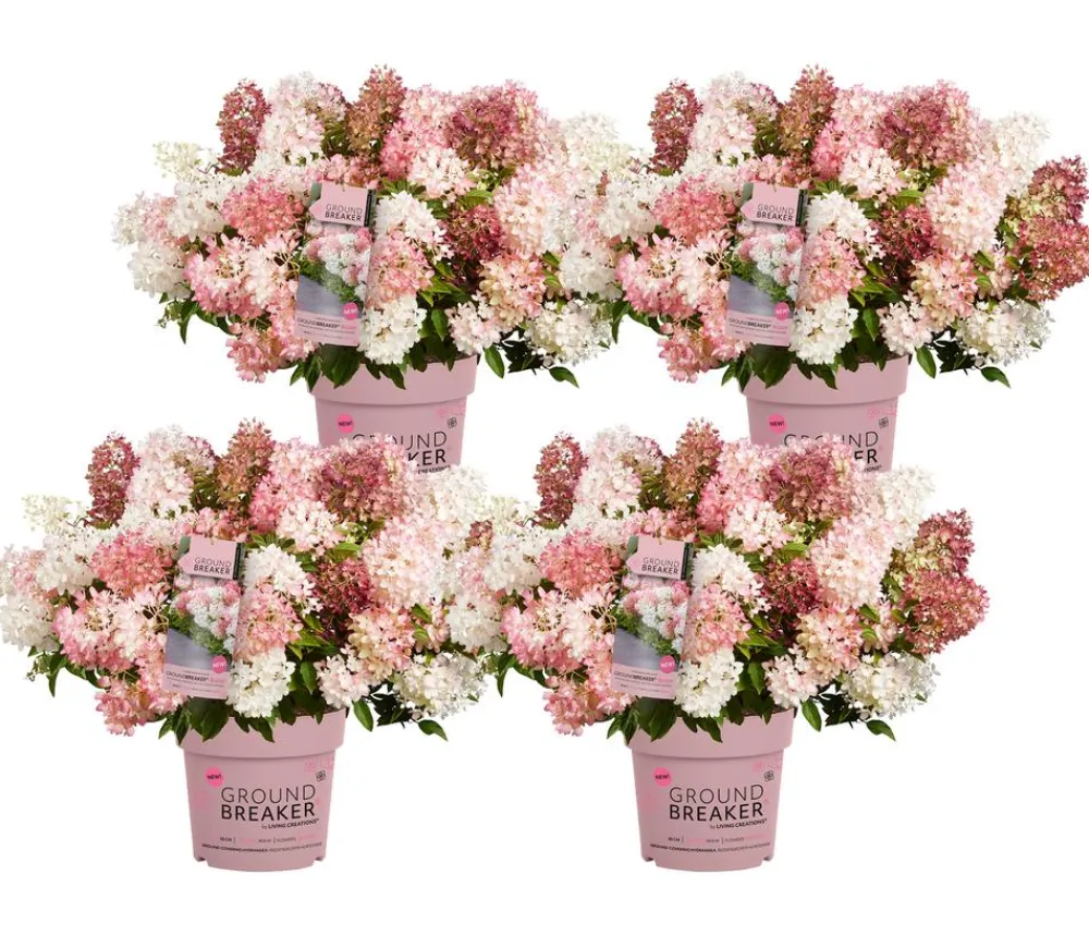 Dehner Hortensien - Bodendecker-Rispen-Hortensie Groundbreaker® 'Blush' ™, 4er-Set