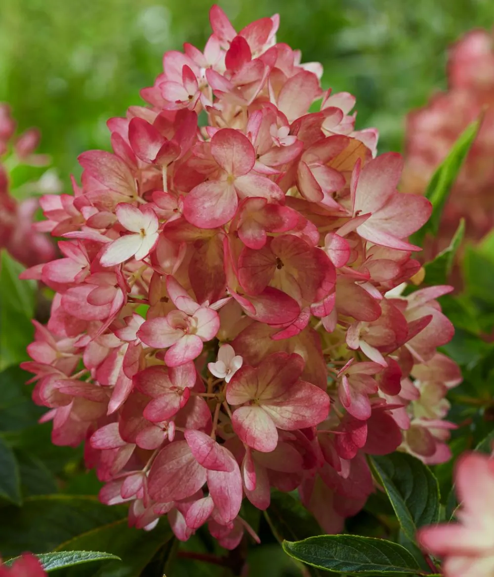 Dehner Hortensien - Bodendecker-Rispen-Hortensie Groundbreaker® 'Blush' ™, 4er-Set