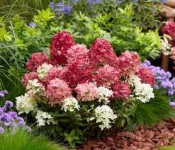 Dehner Hortensien - Bodendecker-Rispen-Hortensie Groundbreaker® 'Ruby' ™