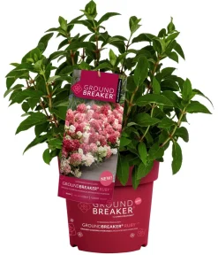 Dehner Hortensien - Bodendecker-Rispen-Hortensie Groundbreaker® 'Ruby' ™