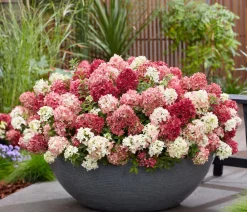 Dehner Hortensien - Bodendecker-Rispen-Hortensie Groundbreaker® 'Ruby' ™