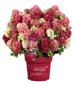 Dehner Hortensien - Bodendecker-Rispen-Hortensie Groundbreaker® 'Ruby' ™