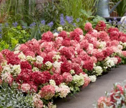 Dehner Hortensien - Bodendecker-Rispen-Hortensie Groundbreaker® 'Ruby' ™