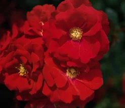 Dehner Rosen - Bodendeckerrose 'Austriana®' Rot