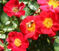 Dehner Rosen > Bodendeckerrose 'Bienenweide®',