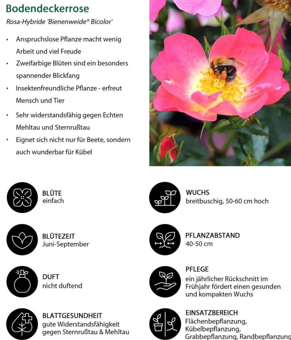 Dehner Rosen > Bodendeckerrose 'Bienenweide® Bicolor'