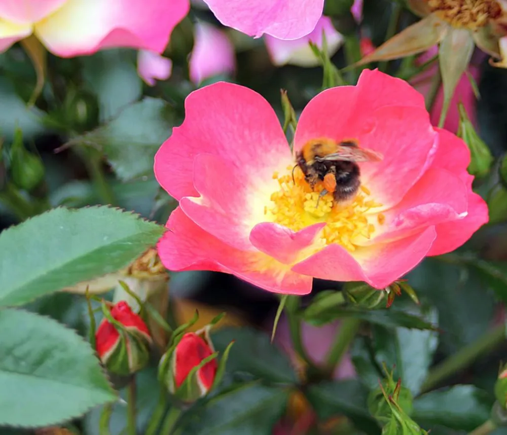 Dehner Rosen > Bodendeckerrose 'Bienenweide® Bicolor'