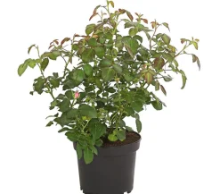 Dehner Bodendeckerrose 'Cityflor®', verschiedene Farben New