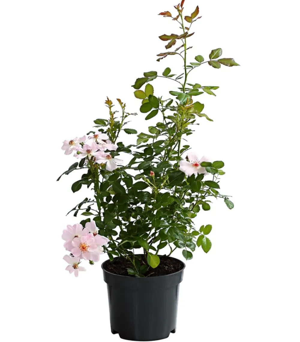 Dehner Bodendeckerrose 'Cityflor®', verschiedene Farben New