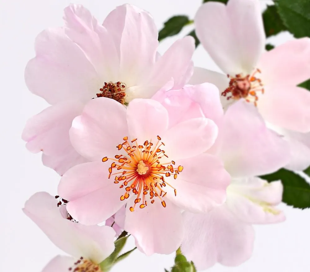 Dehner Bodendeckerrose 'Cityflor®', verschiedene Farben New