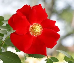 Dehner Bodendeckerrose 'Cityflor®', verschiedene Farben New