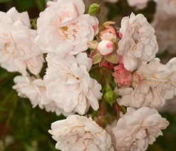 Dehner Grabschmuck & Grabgestaltung|Bodendecker & Efeu > Bodendeckerrose 'Crystal Fairy®'